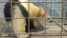 El oso será evaluado para determinar su estado de salud. El oso será evaluado para determinar su estado de salud.