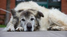 Un estudio reveló los factores clave que afectan la longevidad y el envejecimiento de los animales domésticos, desmontando varios mitos comunes. &nbsp;