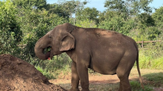 La elefanta vivió en Mendoza y fue trasladada al Mato Grosso en mayo del 2022. La elefanta vivió en Mendoza y fue trasladada al Mato Grosso en mayo del 2022.