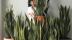 Lengue de suegra: aprendé cómo y cuándo podarla para potenciar su crecimiento. Lengue de suegra: aprendé cómo y cuándo podarla para potenciar su crecimiento.