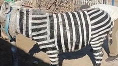 Las imágenes generaron indignación en redes sociales. Las imágenes generaron indignación en redes sociales.