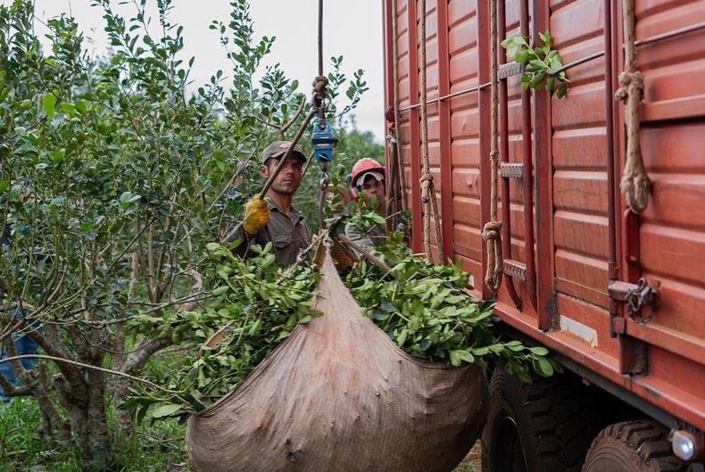 Desregulación en la producción: los productores de yerba mate podrán realizar plantaciones sin límite