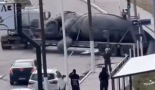 Investigan la muerte masiva de ballenas y temen un récord histórico superior a 2012.
