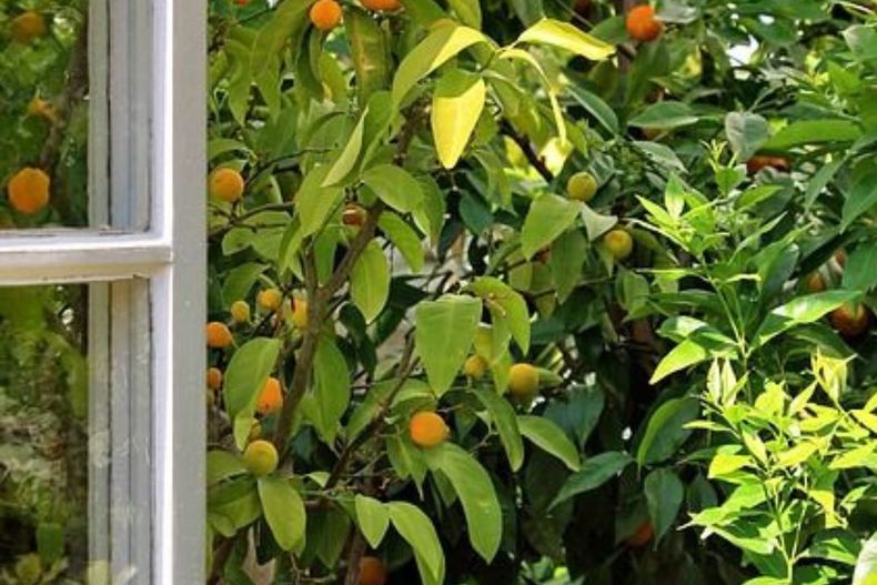 ¿Por qué el truco de poner cáscaras de mandarina en los marcos de las ventanas de tu casa tiene múltiples beneficios?.