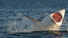 ¿Tiburones adictos a la cocaína? El inquietante fenómeno que los une con el narcotráfico ¿Tiburones adictos a la cocaína? El inquietante fenómeno que los une con el narcotráfico