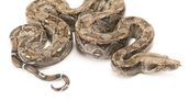 La boa constrictor es una especie de serpiente no venenosa.