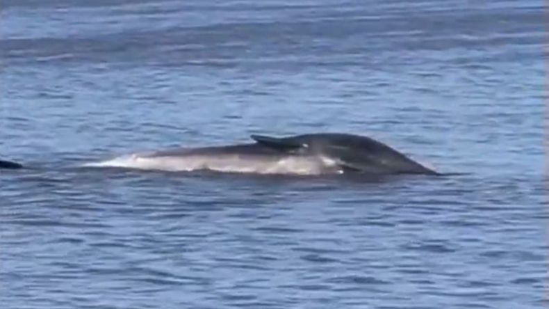 La ballena muerta fue encontrada a la altura del kilómetro 18 del Canal Costanero