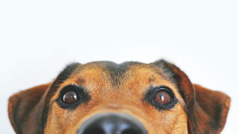 Tener un perro implica un compromiso significativo que trasciende el cumplimiento de sus necesidades básicas como la alimentación