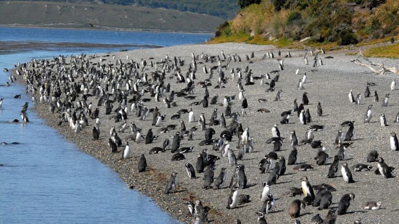 Es uno de los tours más atractivos del turismo en Ushuaia en verano.&nbsp;