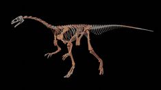 Descubren en La Rioja una nueva especie de dinosaurio de más de 230 millones de años Descubren en La Rioja una nueva especie de dinosaurio de más de 230 millones de años