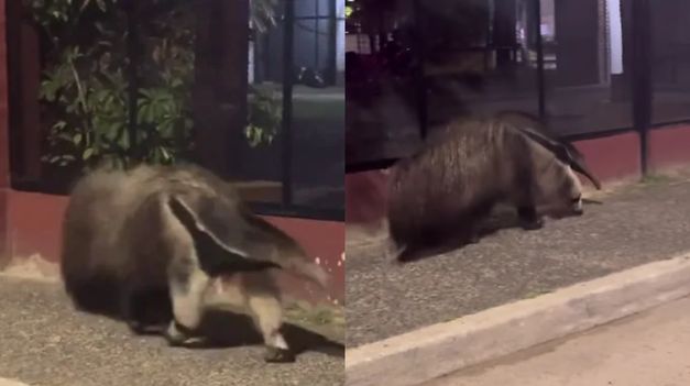El oso hormiguero sorprendió a los transeúntes.&nbsp;