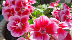 Así podés cuidar el geranio en tu jardín y hacerlo florecer aunque haya mucha humedad. Así podés cuidar el geranio en tu jardín y hacerlo florecer aunque haya mucha humedad.