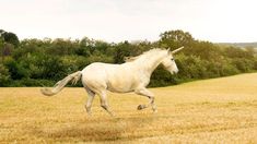Insólito: una niña pidió una licencia para criar un unicornio en su casa y el gobierno se la otorgó Insólito: una niña pidió una licencia para criar un unicornio en su casa y el gobierno se la otorgó