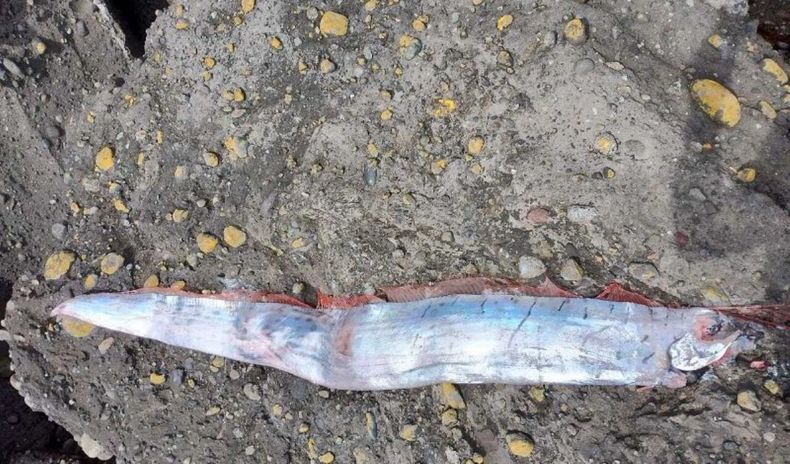 Apareció en la superficie 24 horas antes de un sismo de mediana intensidad.