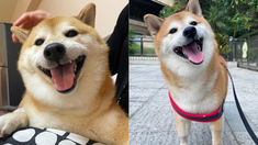 Internet de luto: murió Cheems, el perro que se convirtió en meme y se volvió viral Internet de luto: murió Cheems, el perro que se convirtió en meme y se volvió viral