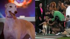 El ingreso de Paris a Gran Hermano. El ingreso de Paris a Gran Hermano.