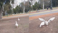 La joven registró su huida mientras los gansos la perseguían. La joven registró su huida mientras los gansos la perseguían.