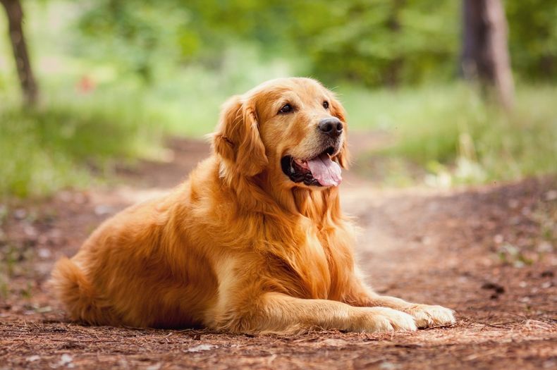 cual es la raza de perro mas hermosa