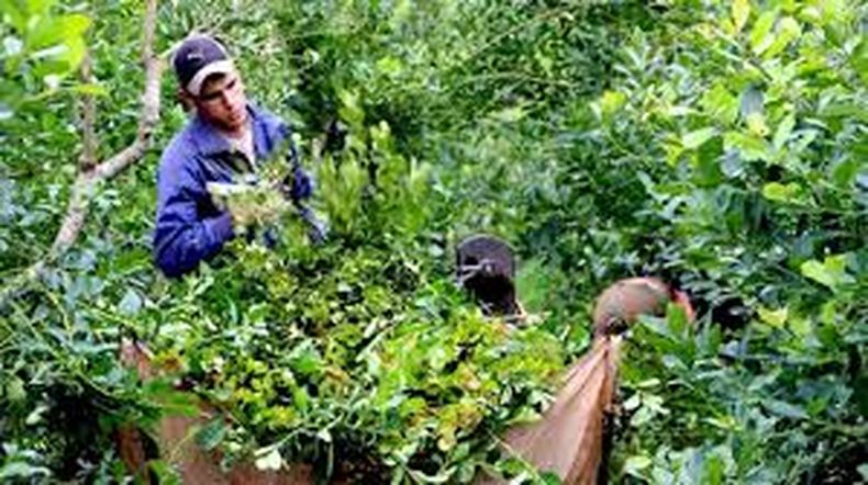 La cosecha de yerba mate cayó más del 30% en el primer trimestre del año