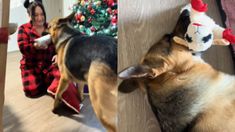 El perrito que abrió un regalo y se hizo viral con su reacción. El perrito que abrió un regalo y se hizo viral con su reacción.