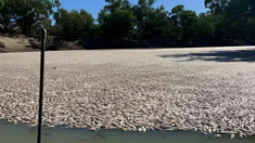Las embarcaciones que cursaron el río Darling tuvieron que abrirse camino entre los animales. Las embarcaciones que cursaron el río Darling tuvieron que abrirse camino entre los animales.