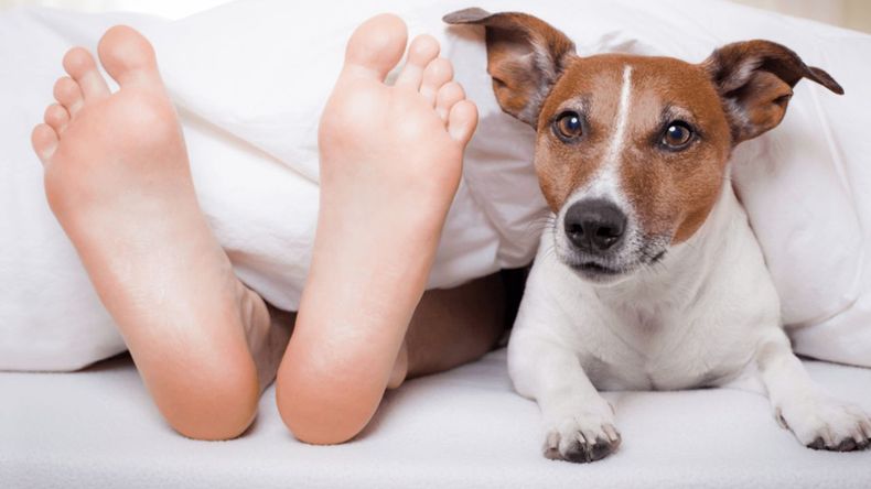 Entender estas conductas ayuda a fortalecer la relación entre la mascota y su dueño
