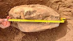 un nene de 8 anos encontro un craneo de 700 mil anos de antigüedad en mar chiquita un nene de 8 anos encontro un craneo de 700 mil anos de antigüedad en mar chiquita