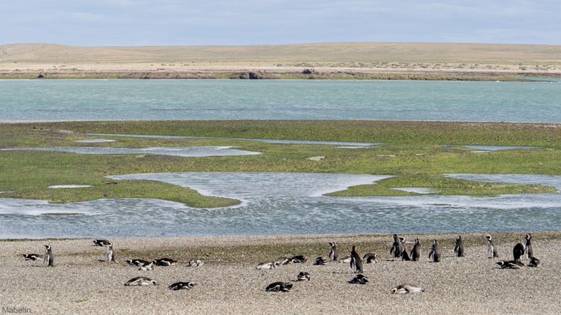 El destino para hacer turismo en Argentina en un paisaje bello con pingüinos alrededor.