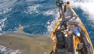 Tiburón ataca a un hombre en kayak.&nbsp;
