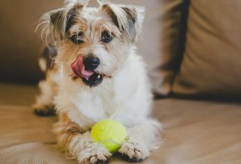 A diferencia de los humanos, los perros no expresan afecto a través de besos o abrazos.