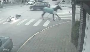 Un caballo embistió a una mujer en moto y quedó internada.