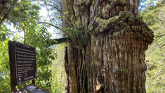 El Parque Nacional Los Alerces, donde se encuentra El abuelo, es una joya natural y cultural reconocida por la UNESCO como Patrimonio Mundial. El Parque Nacional Los Alerces, donde se encuentra El abuelo, es una joya natural y cultural reconocida por la UNESCO como Patrimonio Mundial.
