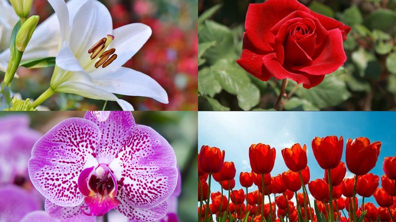 Las flores más bonitas para regalar según la inteligencia artificial.