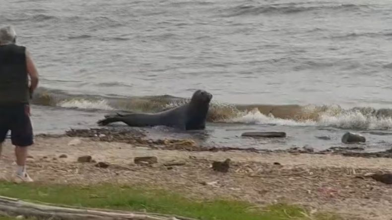 Apareció un lobo marino en Vicente López.