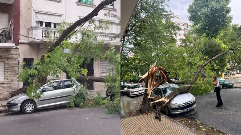 Peugeot 206 aplastado por un árbol de gran tamaña, tras los fuertes vientos en Mar del Plata.