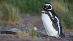 La experiencia en El Pedral supera la simple observación de fauna. La experiencia en El Pedral supera la simple observación de fauna.
