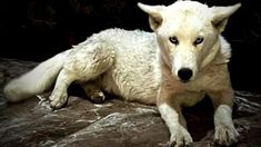 La cachorra de lobo se encuentra bajo protección asistida con personal idóneo. La cachorra de lobo se encuentra bajo protección asistida con personal idóneo.