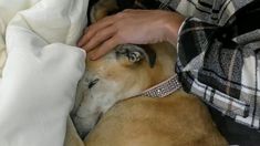 París tendrá que abandonar Gran Hermano por sus problemas de salud. París tendrá que abandonar Gran Hermano por sus problemas de salud.