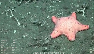 Los científicos hablaron de un momento histórico al localizar la estrella en el fondo del Mar Argentino. Los científicos hablaron de un momento histórico al localizar la estrella en el fondo del Mar Argentino.