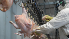 Las ventas estaban suspendidas por un brote de Influenza Aviar Altamente Patógena desde febrero. Las ventas estaban suspendidas por un brote de Influenza Aviar Altamente Patógena desde febrero.