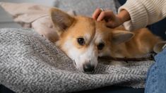Un especialista en comportamiento canino detalla cuánto tiempo es seguro dejar a tu perro solo y ofrece recomendaciones para velar por su bienestar. &nbsp;