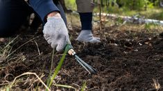¿Sabías que podés plantar frambuesas con semillas caseras?: Las frambuesas no solo son deliciosas y antioxidantes, también son fáciles de cultivar. ¿Sabías que podés plantar frambuesas con semillas caseras?: Las frambuesas no solo son deliciosas y antioxidantes, también son fáciles de cultivar.