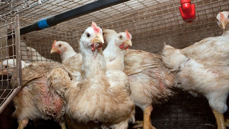 gallinas-gripe-aviar-influenza-ia-h5
