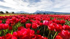 Turismo en Argentina: el campo de tulipanes que pocos conocen y que es una maravilla. Turismo en Argentina: el campo de tulipanes que pocos conocen y que es una maravilla.