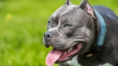 Un pitbull hirió gravemente a una niña en su rostro en Santa Fe.