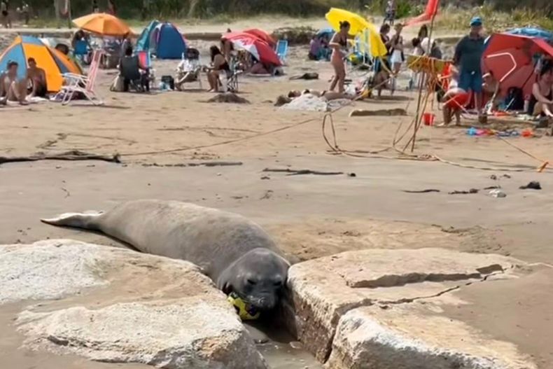 Sin embargo, desde 2024 se registraron apariciones inusuales de estos animales, e incluso nacimientos de crías, en zonas más cálidas de la costa argentina, Uruguay y Brasil. 