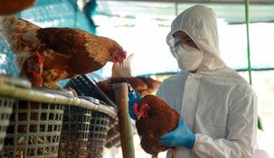 Confirmaron el primer caso de gripe aviar en Jujuy. Confirmaron el primer caso de gripe aviar en Jujuy.