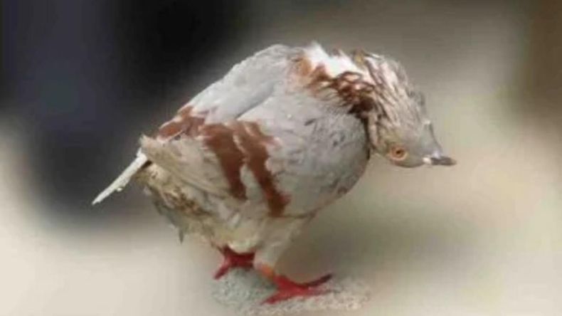 Un extraño virus ataca a las palomas en Reino Unido y Europa teme que de disipe&nbsp;