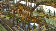 El Museo de Ciencias Naturales, una de las mejores opciones de CABA.