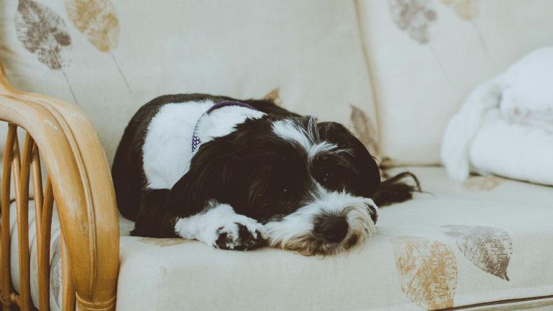 Con la llegada de las bajas temperaturas, muchas personas que conviven con perros se preguntan si sus mascotas deben dormir adentro o afuera.